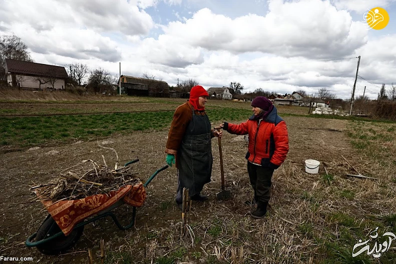 (تصاویر) داستان پیرزن اوکراینی و مرغهایش